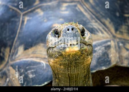 Primo piano sulla testa di una gigantesca tartaruga Galapagos Foto Stock