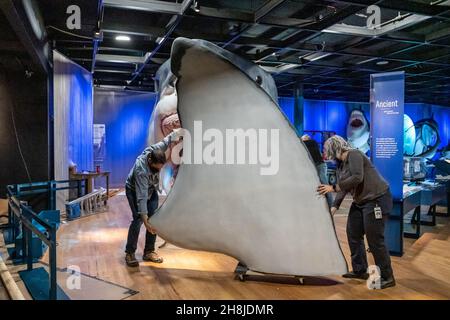 New York, Stati Uniti. 30 Nov 2021. Il team di esposizione del Museo Americano di Storia Naturale installa il massiccio modello di Megalodon, uno squalo preistorico, lungo 27 metri e alto 10 metri, all'AMNH di New York, New York, il 30 novembre 2021. L'antico predatore fa parte della nuova mostra degli squali, inaugurata il 15 dicembre 2021. (Foto di Gabriele Holtermann/Sipa USA) Credit: Sipa USA/Alamy Live News Foto Stock