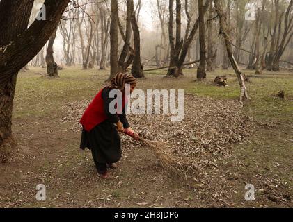 Kashmir, India. 30 novembre 2021. Una donna raccoglie foglie secche per fare carbone in una mattinata di autunno nebbia nella periferia di Srinagar. I preparativi per l'inverno sono in pieno svolgimento attraverso la valle del Kashmir, quando i colori autunnali raggiungono il loro picco, gli alberi stanno cambiando i colori, e i giorni stanno diventando più brevi mostrando l'approccio dell'inverno. Foto Stock
