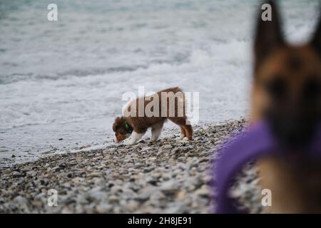 Australian Shepherd Puppy rosso tricolore si familiarizza con i sniffs del mare e studia l'acqua. Pastore tedesco con giocattoli in bocca in primo piano in fuori da f Foto Stock