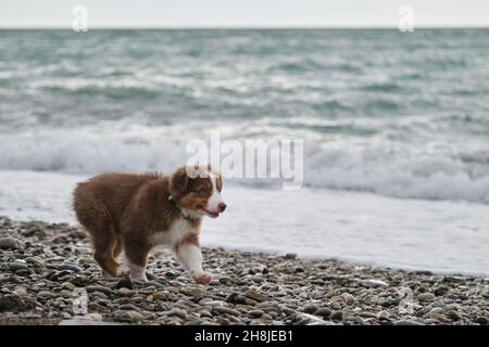 Piccolo cucciolo marrone Aussie cammina lungo la riva del mare e studia la natura e il mondo intorno a lui. Socializzazione del cucciolo fuori. Il pastore australiano è rosso tri Foto Stock