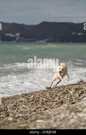 Mesto Pastore svizzero bianco con colletto rosso cammina lungo la riva del mare e studia acqua e onde. Curioso cane grel da mare blu in tempesta è stato spaventato di Foto Stock