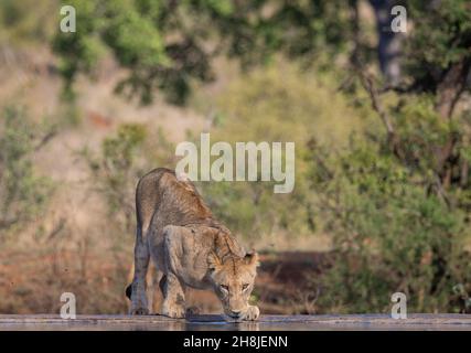 Un drink senza leone da una buca d'acqua nel Parco Nazionale di Kruger, Sudafrica, in uno dei giorni più caldi dell'anno, 2021. Foto Stock