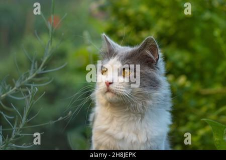 Gatto britannico longhair divertirsi all'aperto. Gatto carino con whisker lunghi. Amazement gatto grigio e bianco mentire. Foto Stock