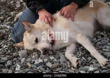 L'uomo colpi il cane soffice bianco grande di pastore di razza mezza. Il proprietario ha messo il cane sulla costa rocciosa del mare per graffiare lo stomaco e indietro. Prenditi cura e ami il cane. Foto Stock