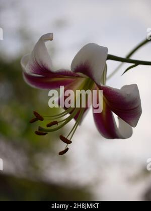 Un grande fiore di giglio preso in primo piano. Un bel fiore su uno sfondo sfocato. Foto Stock