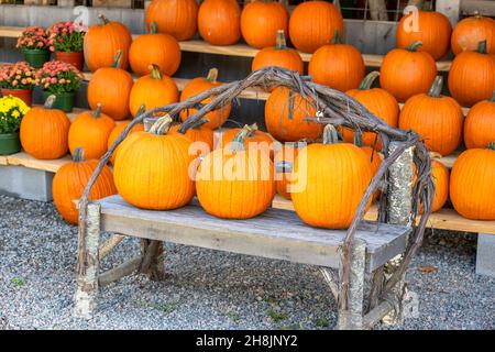 Un mercato contadino mostra di file di zucche su scaffali e tre posti su una panca di legno. Foto Stock