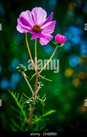 FLORA: Cosmo fiorente (HDR-Fotografia) Foto Stock