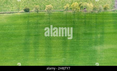 Drone che guarda giù su un solo albero in cropland lanciare una lunga ombra con vibranti colori autunnali in ottobre nella giornata di sole. Foto di alta qualità Foto Stock