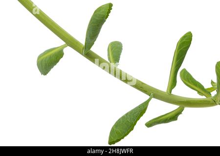 Cavolo giovane germoglio, gambo verde e foglie, isolato su sfondo bianco. Foto Stock