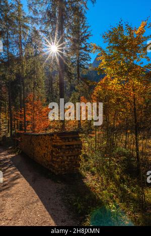 Zauberwald o Magic Wood con il torrente Ramsauer Ache vicino a Hintersee in colori autunnali, Ramsau, alta Baviera, Germania meridionale Foto Stock
