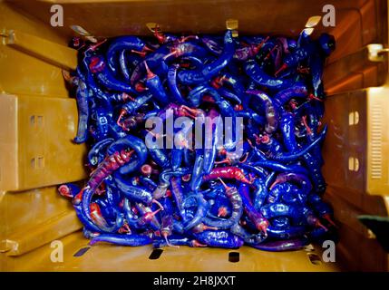 Foto in alto di peperoncini caldi / peperoncini in gabbia, molto colorato e grafico Foto Stock