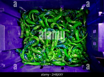 Foto in alto di peperoncini caldi / peperoncini in gabbia, molto colorato e grafico. Peperoni verdi in cassa viola. Foto Stock