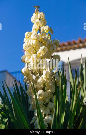 Grandi fiori di yucca in una giornata di sole Foto Stock