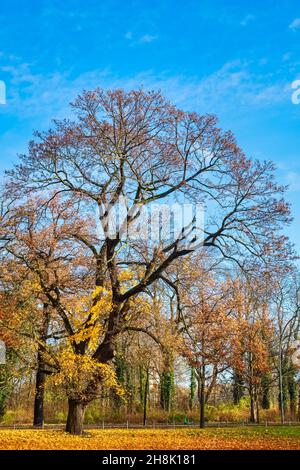 Oak in Treptower Park, Berlino, Germania Foto Stock