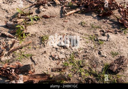 Tre uova di uccello nel terreno intero Foto Stock