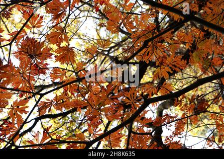 Acer japonicum ‘Aconitifolium’ acero a luna piena – arrotondato a foglie di arancio e rosso profondamente lobate, novembre, Inghilterra, Regno Unito Foto Stock