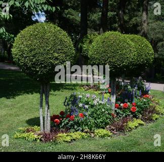 alberi sferici di thuja e fiori in un giardino tradizionale Foto Stock