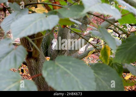 Acer capillipes acero con corteccia di serpente – a forma di cuore, con lobi lobi bassi, grandi foglie di verde scuro e corteccia di verde oliva con strisce bianche verticali, novembre, Regno Unito Foto Stock