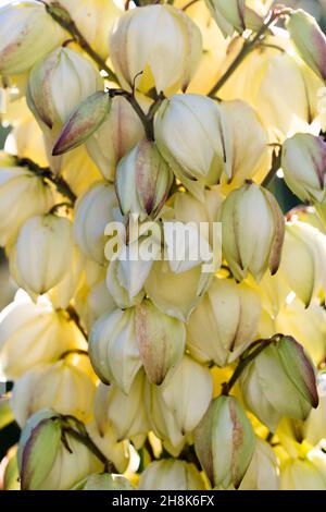 Primo piano fiori di yucca in una giornata di sole Foto Stock