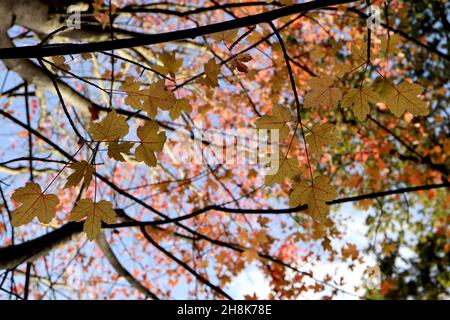 Acer rubrum «October Glory» acero rosso ottobre Glory – piccole foglie gialle e arancioni con vene rosse e margini leggermente seghettati, novembre, Inghilterra, Foto Stock