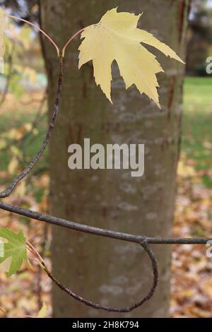 Acer saccharinum argento acero – foglie gialle a cinque lobi e corteccia verde oliva con fiori d'argento e lenticelle verticali marroni, novembre, Inghilterra, Regno Unito Foto Stock