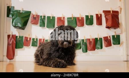 Il cane felice sta posando di fronte al proprio sé fatto calendario dell'avvento - il ladradoodle è diventato un amato membro della famiglia Foto Stock