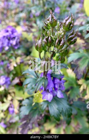 Cappa di Aconitum napellus Monk – teste di seme a forma di dito, viola lucido e verde, e sottili foglie a lobi, novembre, Inghilterra, Regno Unito Foto Stock