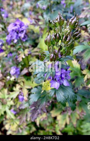 Cappa di Aconitum napellus Monk – teste di seme a forma di dito, viola lucido e verde, e sottili foglie a lobi, novembre, Inghilterra, Regno Unito Foto Stock