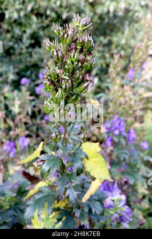 Cappa di Aconitum napellus Monk – teste di seme a forma di dito, viola lucido e verde, e sottili foglie a lobi, novembre, Inghilterra, Regno Unito Foto Stock