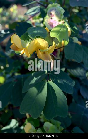 Amicia zygomeris yoke-leaved amicia – fiori gialli tipo pisello con bratti verdi chiari con blotch viola, foglie obovate con notch profondo, novembre, Regno Unito Foto Stock