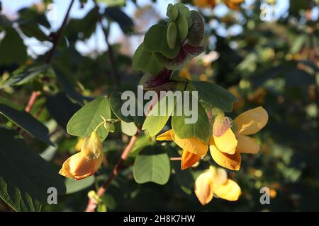 Amicia zygomeris yoke-leaved amicia – fiori gialli tipo pisello con bratti verdi chiari con blotch viola, foglie obovate con notch profondo, novembre, Regno Unito Foto Stock