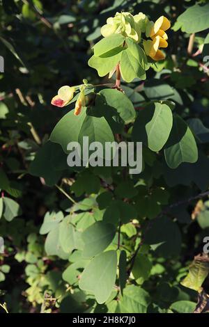 Amicia zygomeris yoke-leaved amicia – fiori gialli tipo pisello con bratti verdi chiari con blotch viola, foglie obovate con notch profondo, novembre, Regno Unito Foto Stock