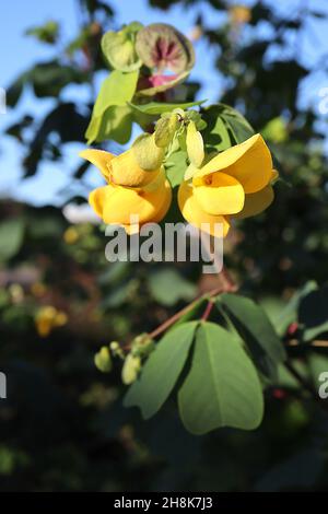 Amicia zygomeris yoke-leaved amicia – fiori gialli tipo pisello con bratti verdi chiari con blotch viola, foglie obovate con notch profondo, novembre, Regno Unito Foto Stock