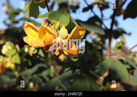 Amicia zygomeris yoke-leaved amicia – fiori gialli tipo pisello con bratti verdi chiari con blotch viola, foglie obovate con notch profondo, novembre, Regno Unito Foto Stock