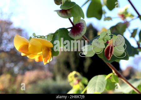 Amicia zygomeris yoke-leaved amicia – fiori gialli tipo pisello con bratti verdi chiari con blotch viola, foglie obovate con notch profondo, novembre, Regno Unito Foto Stock