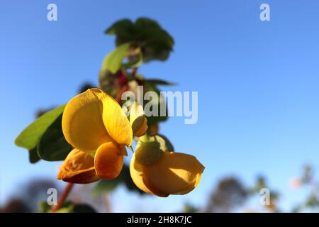 Amicia zygomeris yoke-leaved amicia – fiori gialli tipo pisello con bratti verdi chiari con blotch viola, foglie obovate con notch profondo, novembre, Regno Unito Foto Stock