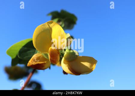 Amicia zygomeris yoke-leaved amicia – fiori gialli tipo pisello con bratti verdi chiari con blotch viola, foglie obovate con notch profondo, novembre, Regno Unito Foto Stock