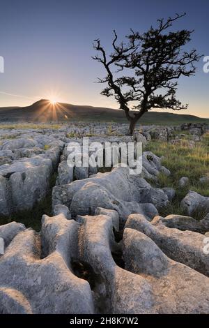 Un albero solistico cresce su un pavimento di pietra calcarea a Twistleton Scark, nel Parco Nazionale Yorkshire Dales, Regno Unito Foto Stock