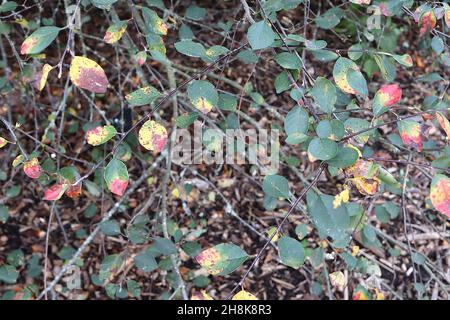 Aronia melanocarpa nero chokeberry – piccole foglie ovali di verde scuro con macchie rosse e gialle, novembre, Inghilterra, Regno Unito Foto Stock