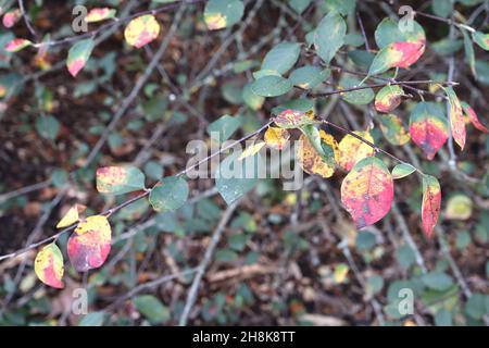Aronia melanocarpa nero chokeberry – piccole foglie ovali di verde scuro con macchie rosse e gialle, novembre, Inghilterra, Regno Unito Foto Stock
