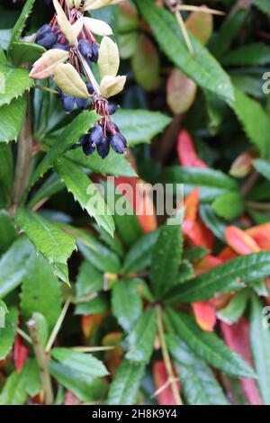 Berberis julianae ribes - bacche viola e ricche foglie verdi e rosse a forma di lancia con margini spinosi, novembre, Inghilterra, Regno Unito Foto Stock