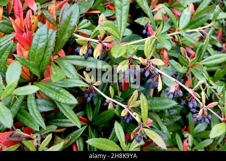 Berberis julianae ribes - bacche viola e ricche foglie verdi e rosse a forma di lancia con margini spinosi, novembre, Inghilterra, Regno Unito Foto Stock