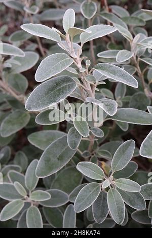 Brachiglottis gratis ‘Sunshine’ Daisy Bush – foglie ovali pelose grigio argentato, novembre, Inghilterra, Regno Unito Foto Stock