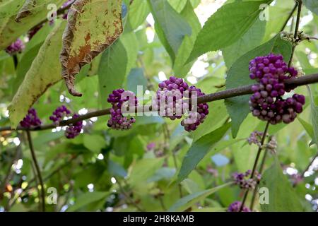 Callicarpa americana var lattea bautyberry americano - piccoli frutti di bosco viola, rosa e bianco e grandi foglie di ovato, novembre, Inghilterra, Regno Unito Foto Stock