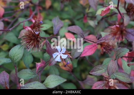 Ceratostigma willmottianum ‘Forest Blue’ Plumbago cinese – fiori blu cielo, teste sferiche di semi rosati e foglie verdi fresche con contorno rosso Foto Stock