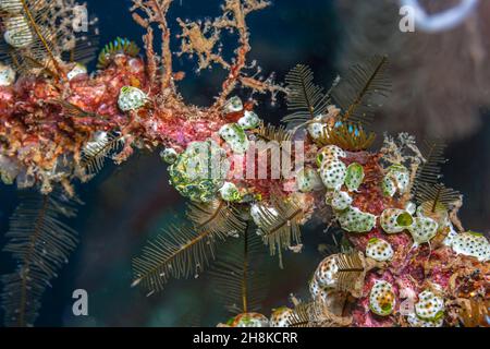 Il tunicato è un animale invertebrato marino, un membro del subphylum Tunicata /tjuːnɪˈkeɪtə/. Fa parte del Chordata, un phylum Foto Stock