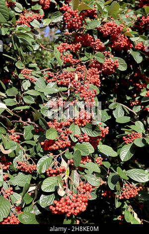 Cotoneaster lacteus tardo cotoneaster – grandi grappoli di bacche rosse lucide e foglie di ovato verde scuro, novembre, Inghilterra, Regno Unito Foto Stock