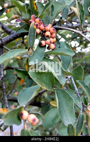 Cotoneaster racemiflorus legno nero - grandi grappoli di bacche rosse e aranciate opache e foglie a forma di lancia verde scuro con macchie gialle, Foto Stock