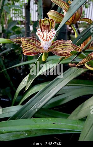 Cymbidium tracyanum Tracy’s Cymbidium – orchidea con setti verdi d’oliva con strisce di maroon, labbro crema ondulato con macchie rosse, novembre, Inghilterra, Regno Unito Foto Stock